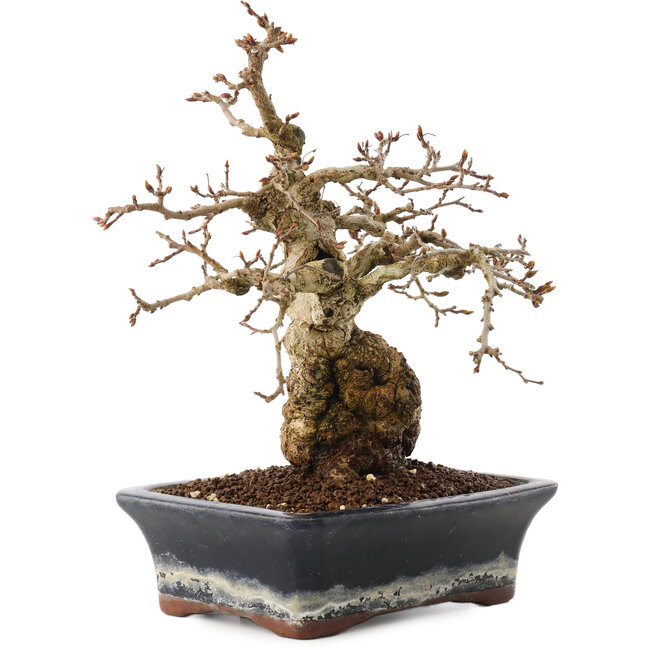 Carpinus coreana, 23 cm, ± 25 Jahre alt