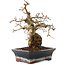 Carpinus coreana, 23 cm, ± 25 years old