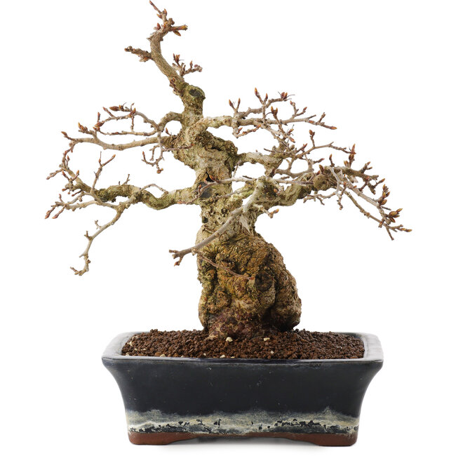 Carpinus coreana, 23 cm, ± 25 años