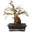 Carpinus coreana, 23 cm, ± 25 Jahre alt