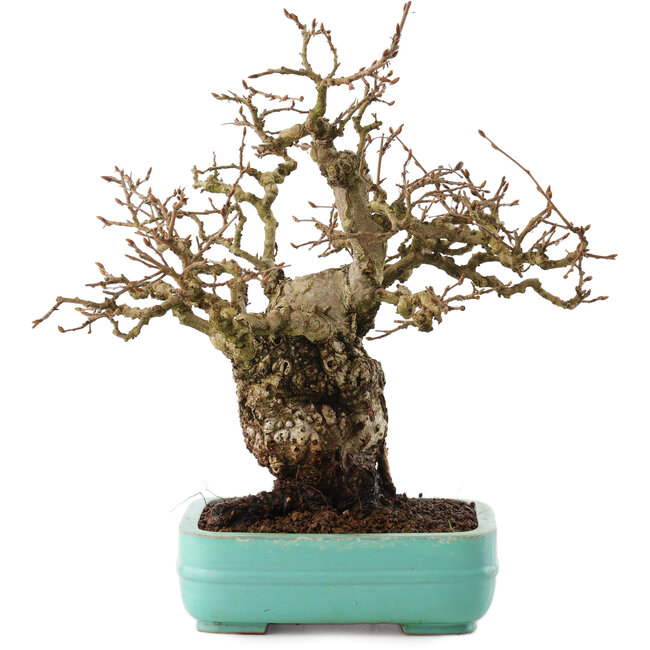 Carpinus coreana, 27 cm, ± 25 ans