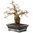 Carpinus coreana, 23 cm, ± 25 years old