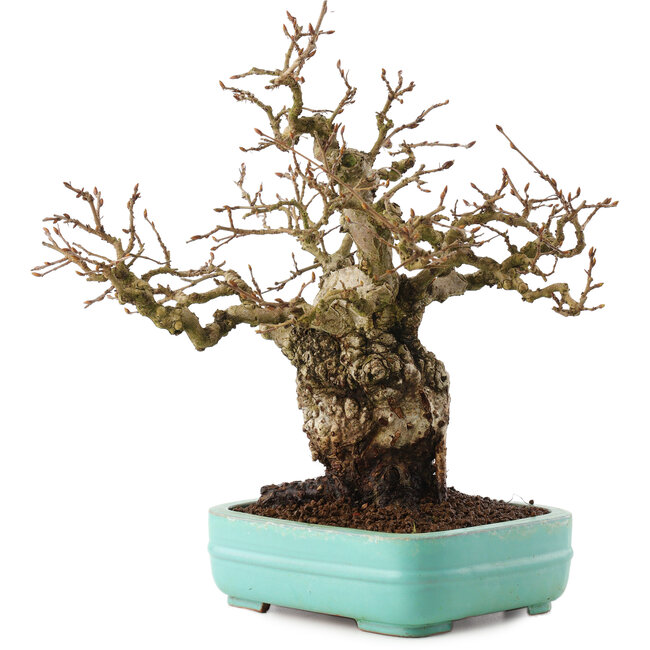 Carpinus coreana, 27 cm, ± 25 anni