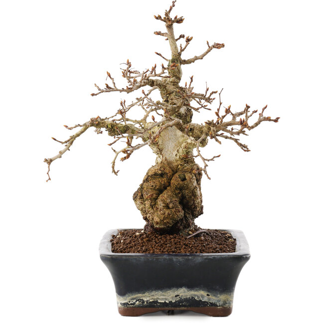 Carpinus coreana, 23 cm, ± 25 anni