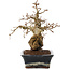 Carpinus coreana, 23 cm, ± 25 years old