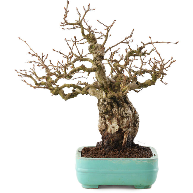 Carpinus coreana, 27 cm, ± 25 años