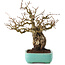 Carpinus coreana, 27 cm, ± 25 years old