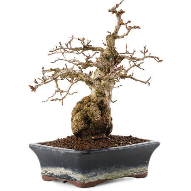 Carpinus coreana, 23 cm, ± 25 jaar oud
