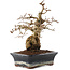 Carpinus coreana, 23 cm, ± 25 ans