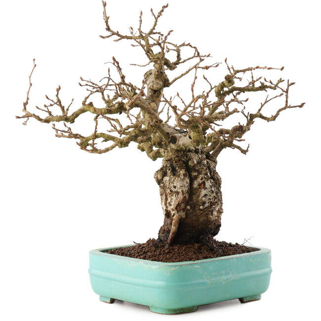 Carpinus coreana, 27 cm, ± 25 jaar oud