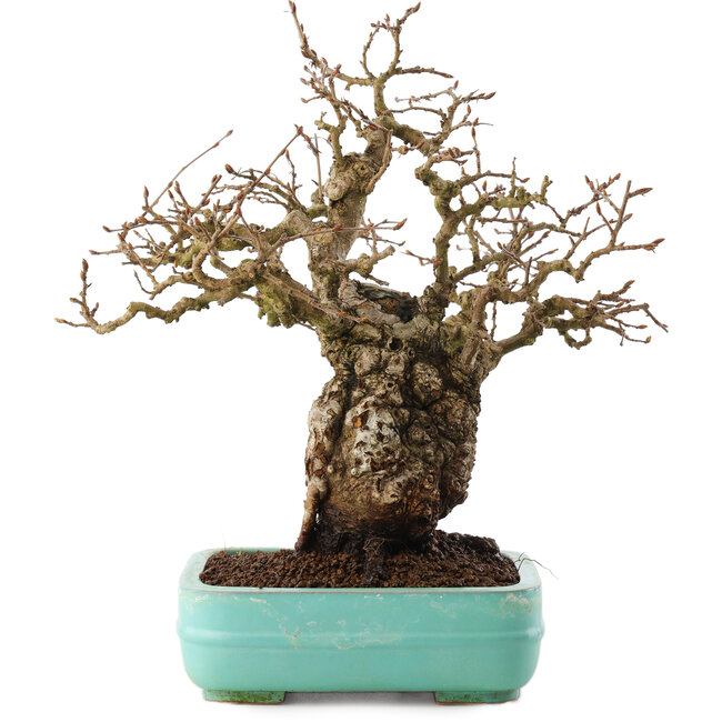 Carpinus coreana, 27 cm, ± 25 ans