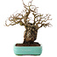 Carpinus coreana, 27 cm, ± 25 ans