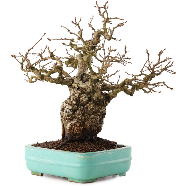 Carpinus coreana, 27 cm, ± 25 anni