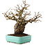 Carpinus coreana, 27 cm, ± 25 ans