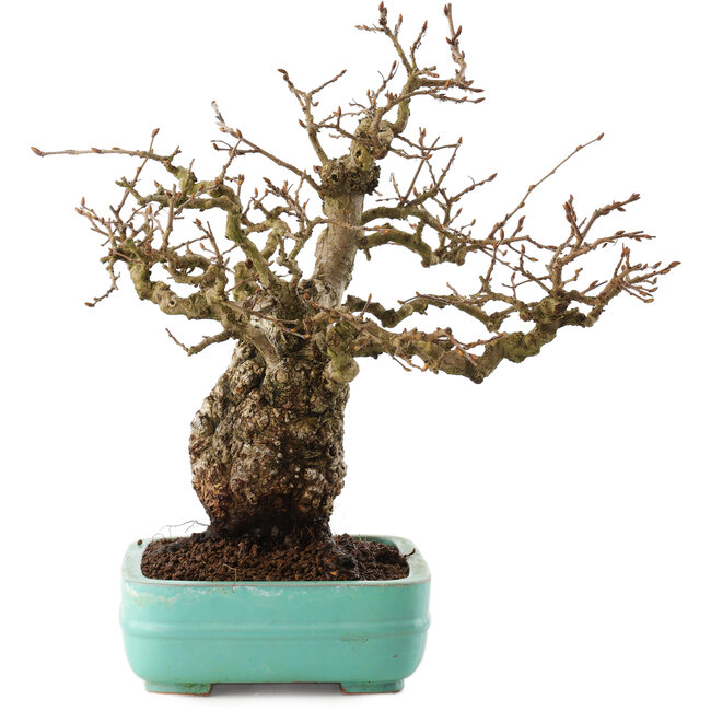 Carpinus coreana, 27 cm, ± 25 ans
