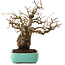 Carpinus coreana, 27 cm, ± 25 ans