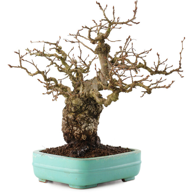 Carpinus coreana, 27 cm, ± 25 years old