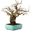 Carpinus coreana, 27 cm, ± 25 ans