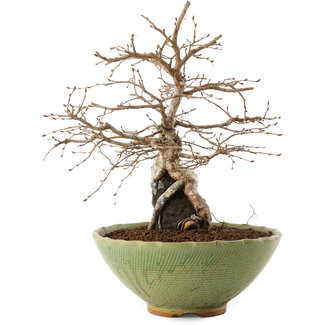 Carpinus coreana, 26,5 cm, ± 25 anni