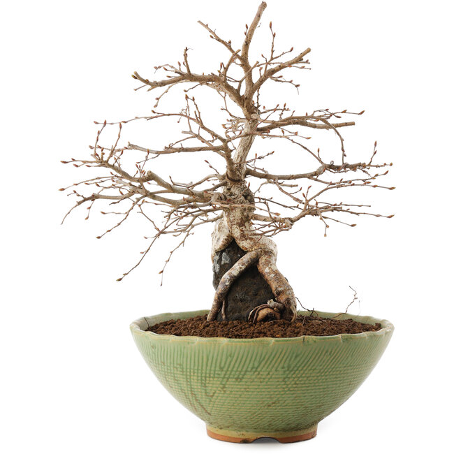 Carpinus coreana, 26,5 cm, ± 25 anni