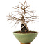 Carpinus coreana, 26,5 cm, ± 25 ans