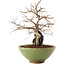 Carpinus coreana, 26,5 cm, ± 25 ans