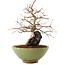 Carpinus coreana, 26,5 cm, ± 25 ans