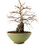 Carpinus coreana, 26,5 cm, ± 25 ans