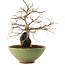 Carpinus coreana, 26,5 cm, ± 25 Jahre alt