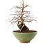 Carpinus coreana, 26,5 cm, ± 25 ans