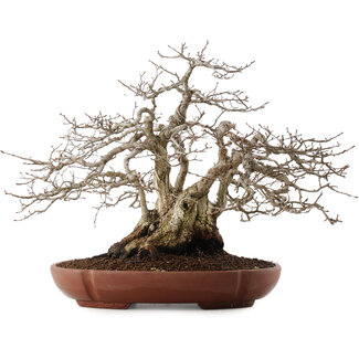 Carpinus coreana, 33 cm, ± 25 ans