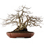 Carpinus coreana, 33 cm, ± 25 anni