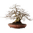 Carpinus coreana, 33 cm, ± 25 ans