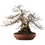 Carpinus coreana, 33 cm, ± 25 ans