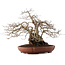 Carpinus coreana, 33 cm, ± 25 ans