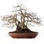 Carpinus coreana, 33 cm, ± 25 ans