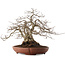 Carpinus coreana, 33 cm, ± 25 ans