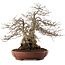 Carpinus coreana, 33 cm, ± 25 anni