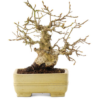 Carpinus coreana, 15,5 cm, ± 25 jaar oud