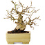 Carpinus coreana, 15,5 cm, ± 25 Jahre alt