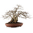 Carpinus coreana, 33 cm, ± 25 jaar oud