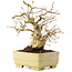 Carpinus coreana, 15,5 cm, ± 25 ans