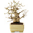 Carpinus coreana, 15,5 cm, ± 25 ans