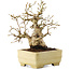 Carpinus coreana, 15,5 cm, ± 25 jaar oud