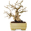 Carpinus coreana, 15,5 cm, ± 25 jaar oud