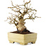 Carpinus coreana, 15,5 cm, ± 25 Jahre alt