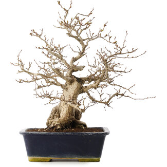 Carpinus coreana, 41,5 cm, ± 25 Jahre alt