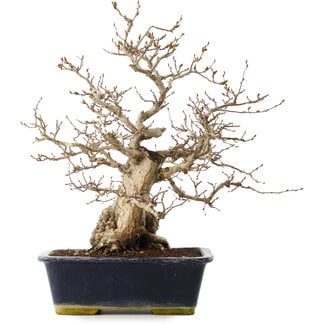 Carpinus coreana, 41,5 cm, ± 25 years old