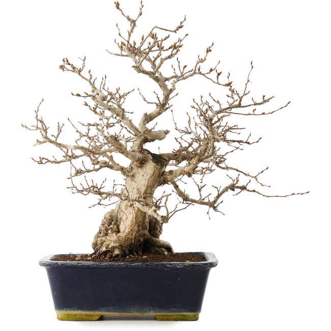 Carpinus coreana, 41,5 cm, ± 25 años