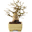 Carpinus coreana, 15,5 cm, ± 25 ans